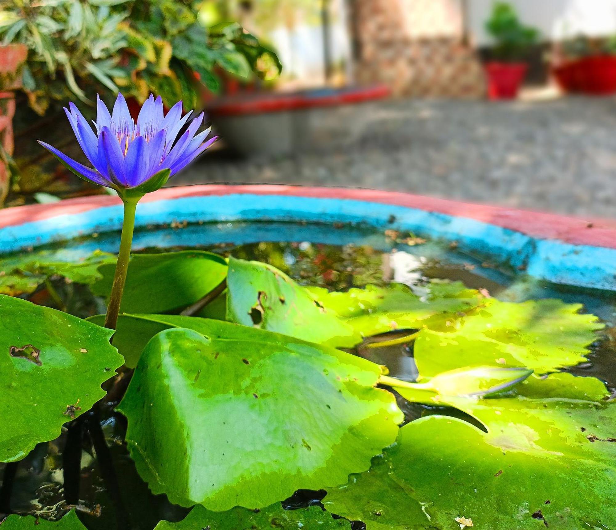 Alma Homestay ماراريكولام المظهر الخارجي الصورة